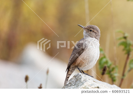 Rock Wren 60693521
