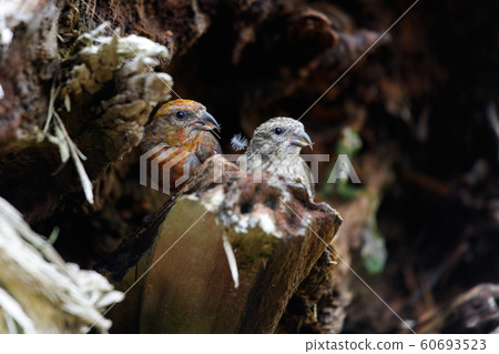 red crossbill 60693523