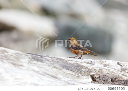 red crossbill 60693603