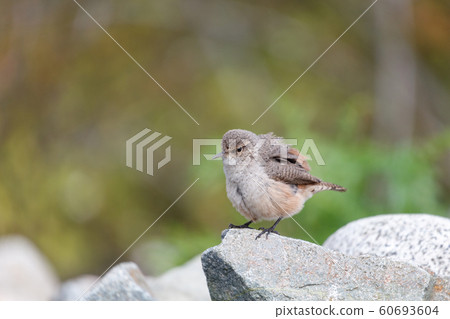 Rock Wren 60693604