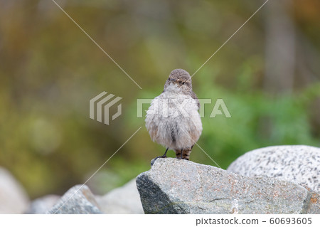 Rock Wren 60693605