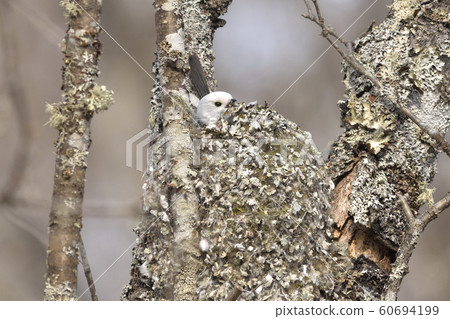 築巢 築巢 60694199