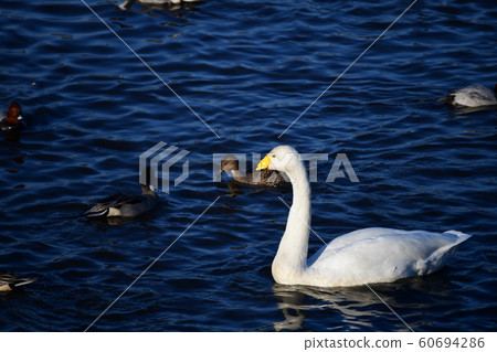 Drops of water on the wings and wings sparkle in the sun. Whooper swan in winter morning. Japan, Chiba, 2019 60694286