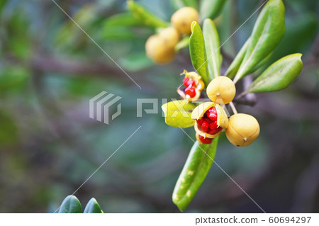 Red Tobera fruit 60694297