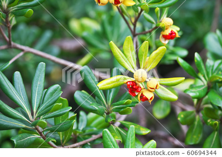 Red Tobera fruit Red Tobera fruit 60694344