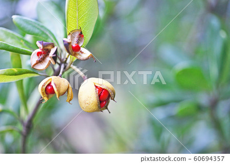 Red Tobera fruit 60694357