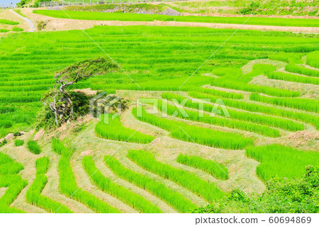 White rice Senjita White rice Senjita 60694869