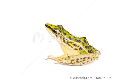 A beautiful common green water frog. isolated on 60694906