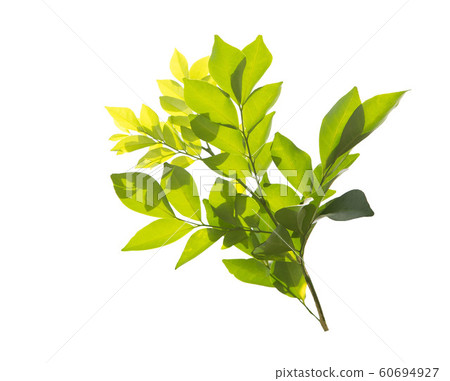 Green leaves, sunlight, reflection. Creative Green leaves, sunlight, reflection. Creative 60694927