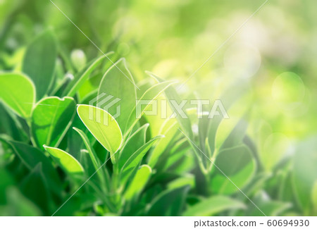 Green Leaves background,Creative layout made of 60694930