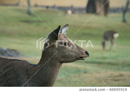 《Nara Prefecture》Nara Park Deer 60695919