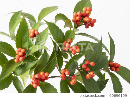 成千上萬的人 成千上萬的人 60696109