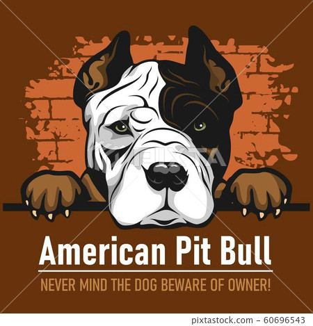 American Pit Bull - Peeking Dogs - breed face head isolated on white American Pit Bull - Peeking Dogs - breed face head isolated on white 60696543