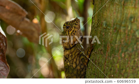 Angle Head Lizard attaches to a tree in Borneo,Malaysia 60696559