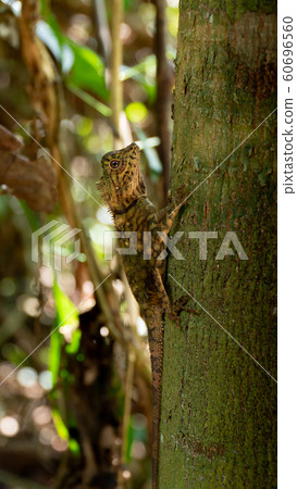 Angle Head Lizard attaches to a tree in Borneo, Sabah, Malaysia 60696560