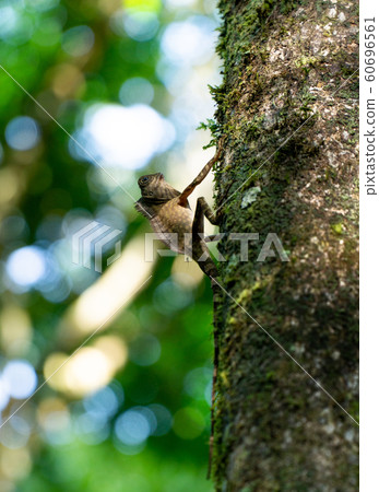 Angle Head Lizard attaches to a tree in Borneo,Sabah, Malaysia 60696561