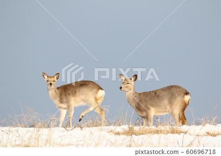 Sika deer in the snowy field (2 females) 60696718