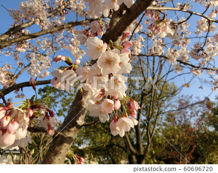 Cherry Blossoms	 60696720