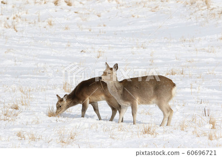 Sika deer foraging in the snowy field 60696721
