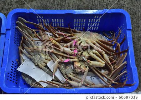 Freshly caught pine crab male. Pink tag is a sign of Shibayama crab. Freshly caught pine crab male. Pink tag is a sign of Shibayama crab. 60697039