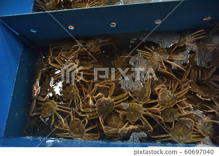 芝山漁港,生薑蟹,松蟹女 芝山漁港,生薑蟹,松蟹女 60697040