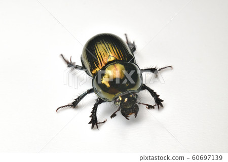 厘米Tsurukogane 60697139