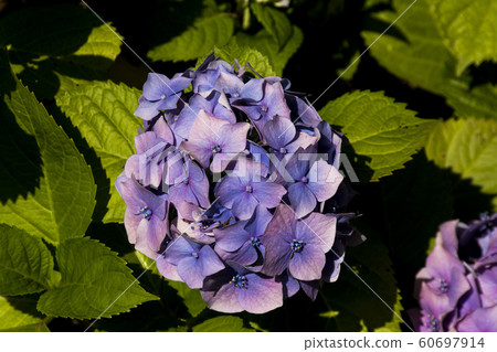 Blue Lilac flowers Blue Lilac flowers 60697914