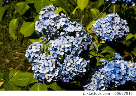 Lilac flowers Lilac flowers 60697915