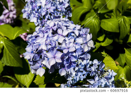 Lilac flowers background Lilac flowers background 60697916