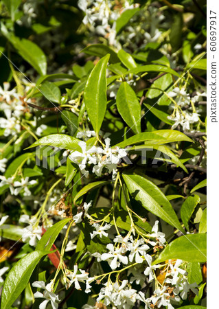 white flowers in wild white flowers in wild 60697917