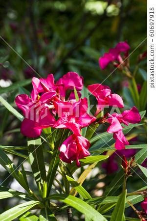 beautiful purple flowers beautiful purple flowers 60697918