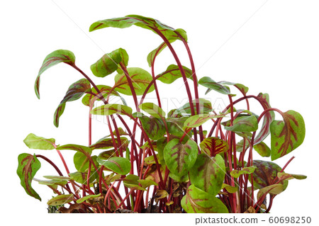 Fresh sorrel sprouts isolated on white. 60698250