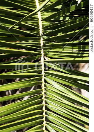 Palm leave background 60698437
