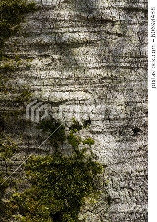 tree bark tree bark 60698438