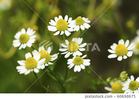 White daisies blooming 60698675