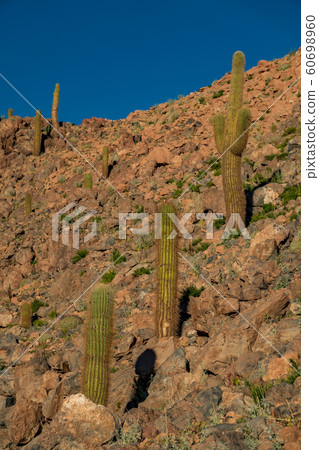 Guatin canyon with many huge cactus under blue sky Guatin canyon with many huge cactus under blue sky 60698960
