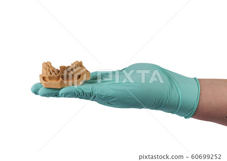 hand holding gypsum model of human jaw isolated 60699252