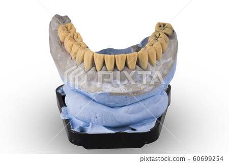 Gypsum model of human jaw isolated on white Gypsum model of human jaw isolated on white 60699254