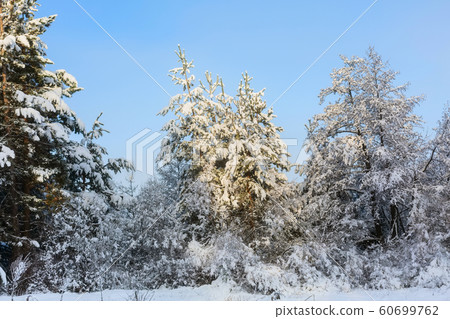 Majestic winter snow white spruces 60699762