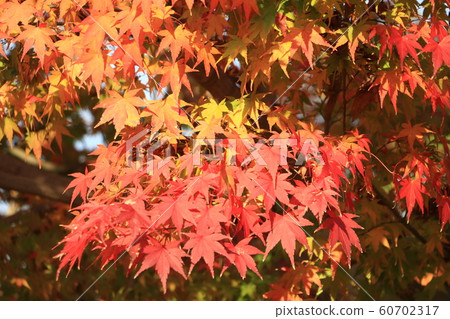 Lake Tsukui autumn leaves Lake Tsukui autumn leaves 60702317