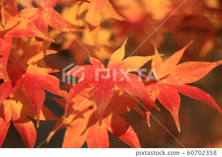 Lake Tsukui Autumn leaves 7 60702358