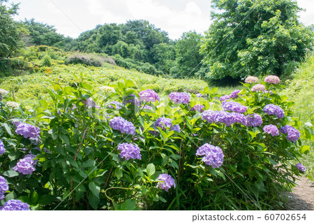東京都八王子市片倉城公園築地山 東京都八王子市片倉城公園築地山 60702654