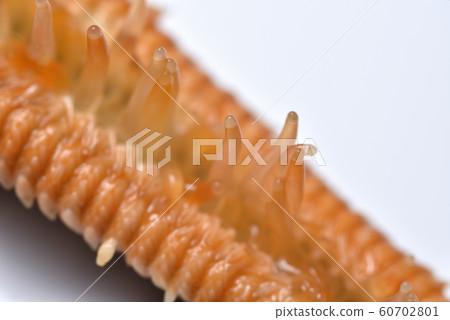 Starfish's tentacles 60702801