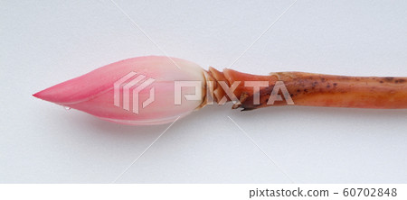 Ginger flower or Torch Ginger Bud on background Ginger flower or Torch Ginger Bud on background 60702848