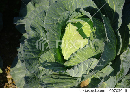Cabbage field Cabbage field 60703046