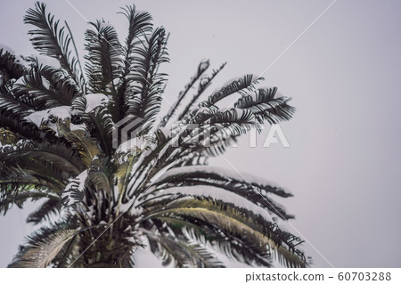 Hot tree, cold weather. Palm tree in the snow 60703288