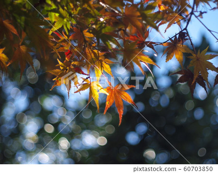 Maple leaves in the garden (foliage) Maple leaves in the garden (foliage) 60703850