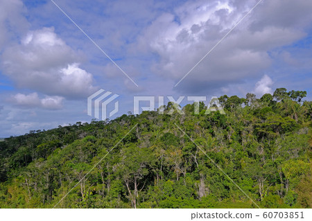 Overview of lush tropic atlantic forest vegetation, Santa Cruz Cabralia, Bahia, Brazil 60703851