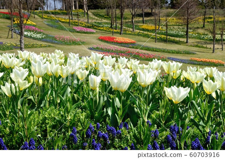 National Akashi Kaikyo Park White tulips in full bloom 60703916