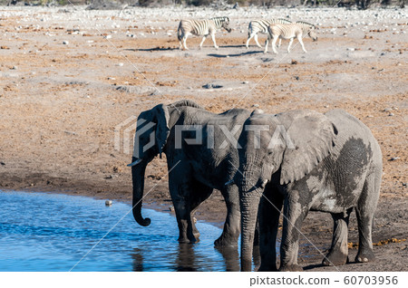 Two Male Elephants Drinking from a water hole. 60703956